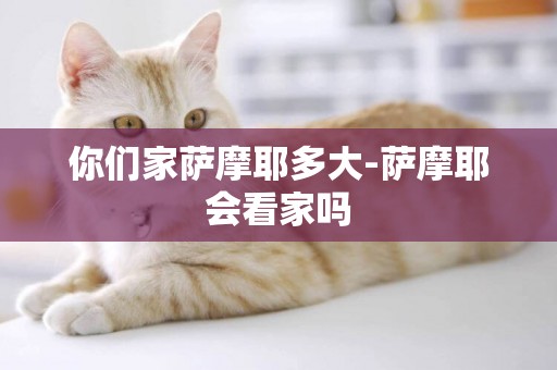 你們家薩摩耶多大-薩摩耶會看家嗎