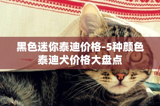 黑色迷你泰迪價格-5種顏色泰迪犬價格大盤點