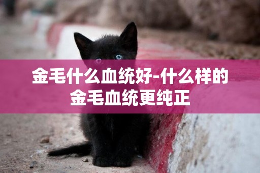 金毛什么血統好-什么樣的金毛血統更純正