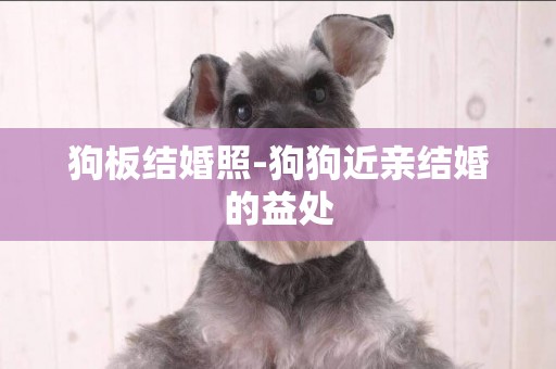 狗板結婚照-狗狗近親結婚的益處