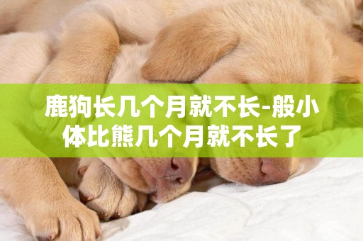 鹿狗長幾個月就不長-般小體比熊幾個月就不長了