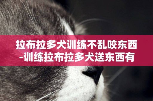 拉布拉多犬訓練不亂咬東西-訓練拉布拉多犬送東西有妙招