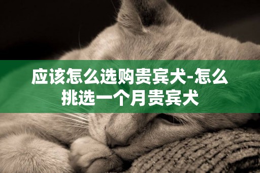應該怎么選購貴賓犬-怎么挑選一個月貴賓犬