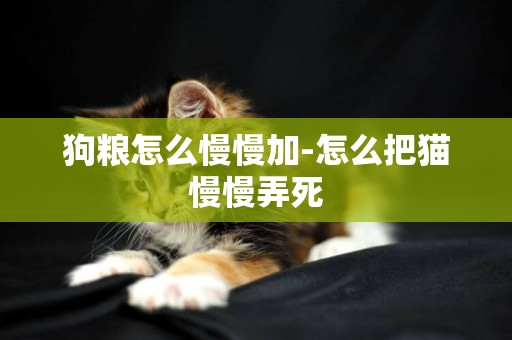 狗糧怎么慢慢加-怎么把貓慢慢弄死