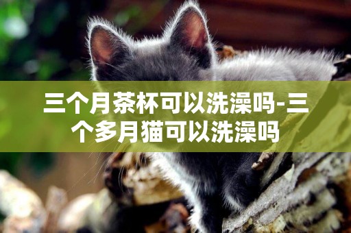 三個月茶杯可以洗澡嗎-三個多月貓可以洗澡嗎