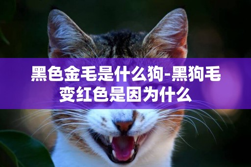 黑色金毛是什么狗-黑狗毛變紅色是因為什么