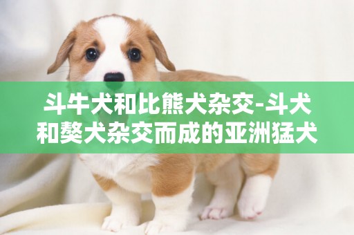 斗牛犬和比熊犬雜交-斗犬和獒犬雜交而成的亞洲猛犬