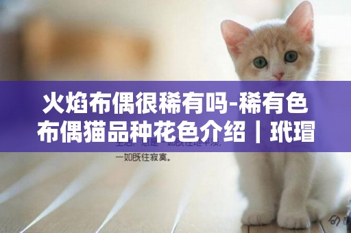 火焰布偶很稀有嗎-稀有色布偶貓品種花色介紹｜玳瑁和三花的區別