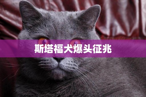 斯塔福犬爆頭征兆