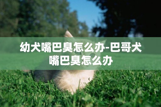 幼犬嘴巴臭怎么辦-巴哥犬嘴巴臭怎么辦