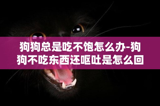 狗狗總是吃不飽怎么辦-狗狗不吃東西還嘔吐是怎么回事