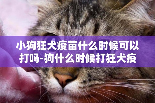 小狗狂犬疫苗什么時候可以打嗎-狗什么時候打狂犬疫苗合適