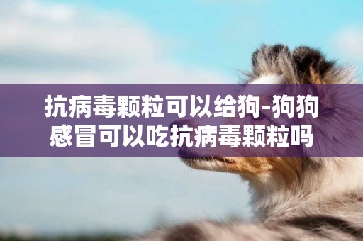 抗病毒顆粒可以給狗-狗狗感冒可以吃抗病毒顆粒嗎