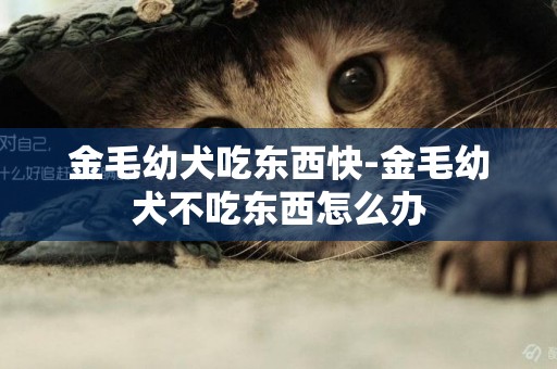 金毛幼犬吃東西快-金毛幼犬不吃東西怎么辦