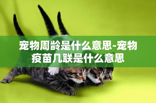 寵物周齡是什么意思-寵物疫苗幾聯是什么意思