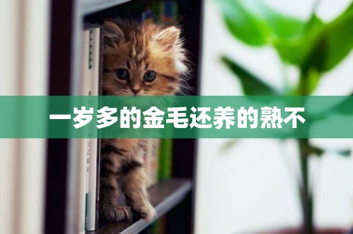 一歲多的金毛還養的熟不