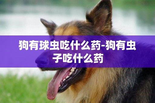 狗有球蟲吃什么藥-狗有蟲子吃什么藥