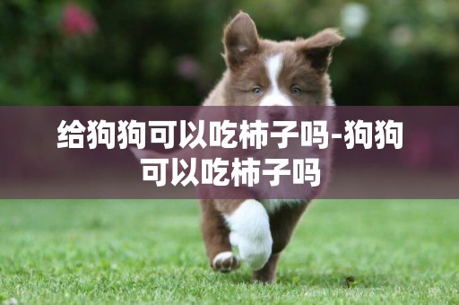 給狗狗可以吃柿子嗎-狗狗可以吃柿子嗎