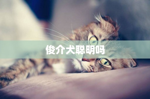 俊介犬聰明嗎