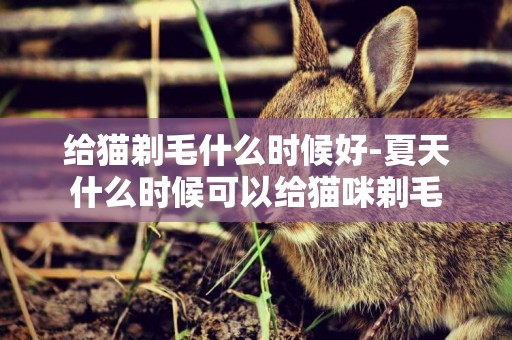 給貓剃毛什么時候好-夏天什么時候可以給貓咪剃毛