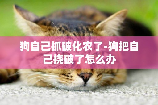 狗自己抓破化農了-狗把自己撓破了怎么辦