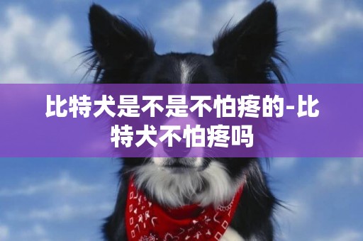 比特犬是不是不怕疼的-比特犬不怕疼嗎