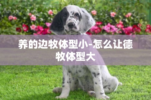 養的邊牧體型小-怎么讓德牧體型大