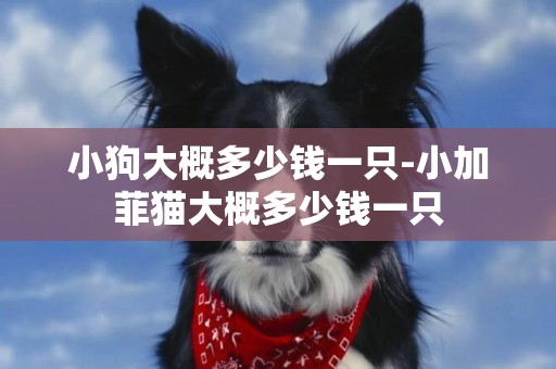 小狗大概多少錢一只-小加菲貓大概多少錢一只