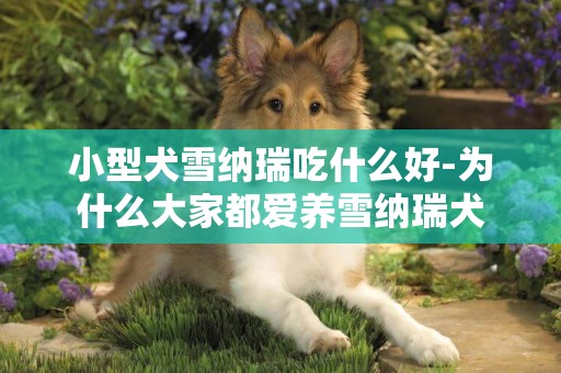 小型犬雪納瑞吃什么好-為什么大家都愛養雪納瑞犬