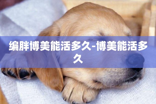 編胖博美能活多久-博美能活多久