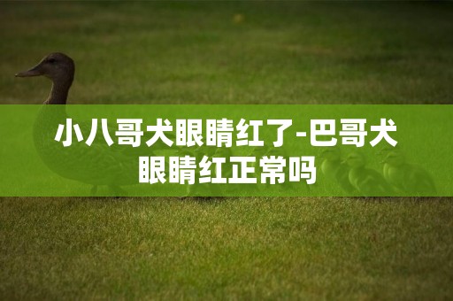 小八哥犬眼睛紅了-巴哥犬眼睛紅正常嗎