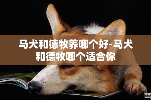 馬犬和德牧養哪個好-馬犬和德牧哪個適合你