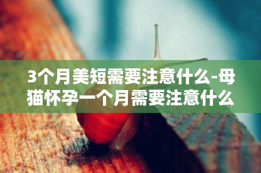 3個月美短需要注意什么-母貓懷孕一個月需要注意什么