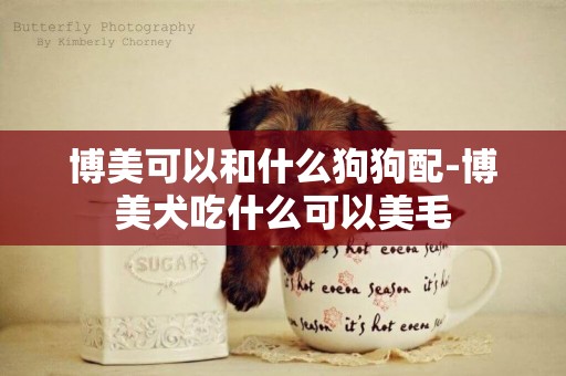博美可以和什么狗狗配-博美犬吃什么可以美毛