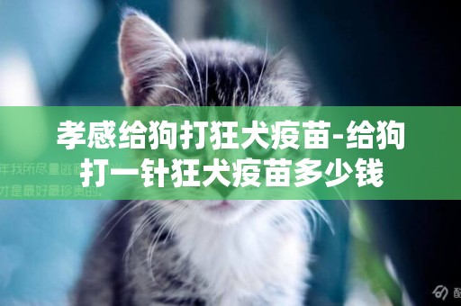 孝感給狗打狂犬疫苗-給狗打一針狂犬疫苗多少錢