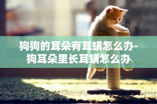 狗狗的耳朵有耳螨怎么辦-狗耳朵里長耳螨怎么辦