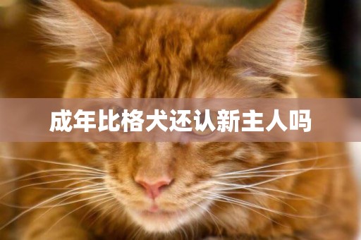 成年比格犬還認新主人嗎