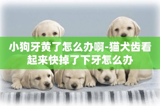 小狗牙黃了怎么辦啊-貓犬齒看起來快掉了下牙怎么辦