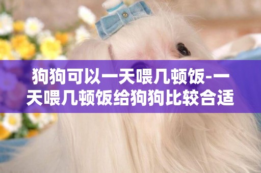 狗狗可以一天喂幾頓飯-一天喂幾頓飯給狗狗比較合適