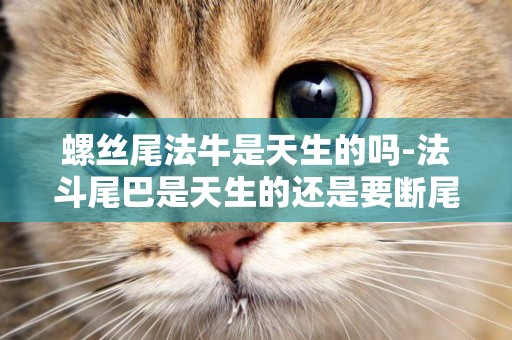 螺絲尾法牛是天生的嗎-法斗尾巴是天生的還是要斷尾