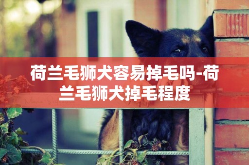 荷蘭毛獅犬容易掉毛嗎-荷蘭毛獅犬掉毛程度