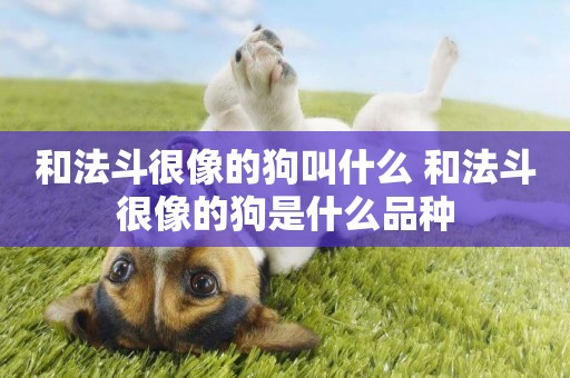 和法斗很像的狗叫什么 和法斗很像的狗是什么品種