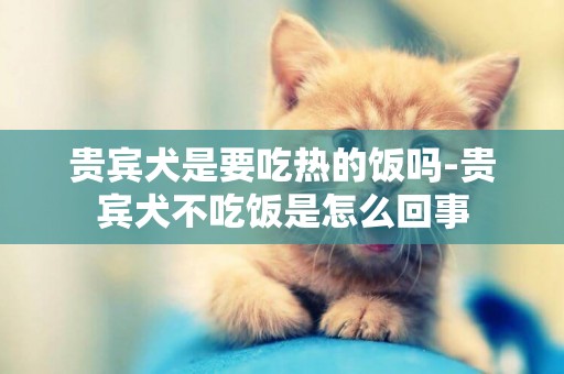 貴賓犬是要吃熱的飯嗎-貴賓犬不吃飯是怎么回事