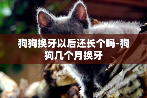 狗狗換牙以后還長個嗎-狗狗幾個月換牙