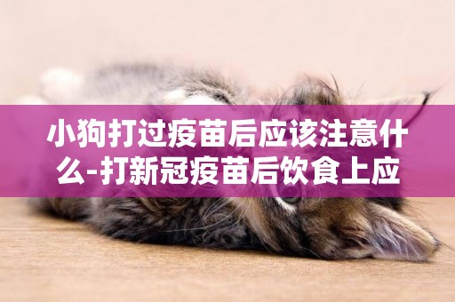 小狗打過疫苗后應該注意什么-打新冠疫苗后飲食上應該注意什么