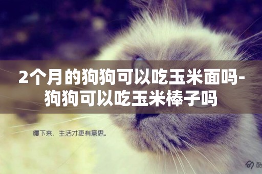 2個月的狗狗可以吃玉米面嗎-狗狗可以吃玉米棒子嗎