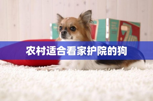 農村適合看家護院的狗