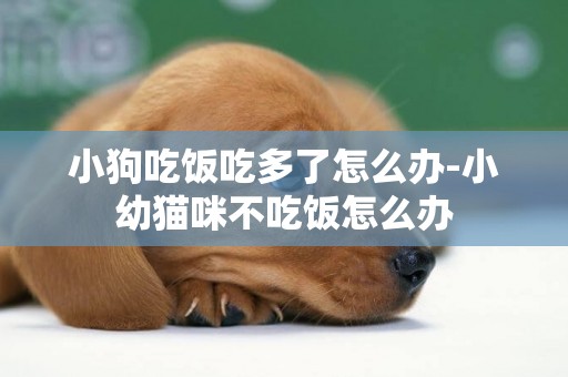 小狗吃飯吃多了怎么辦-小幼貓咪不吃飯怎么辦