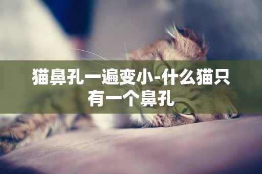 貓鼻孔一遍變小-什么貓只有一個鼻孔