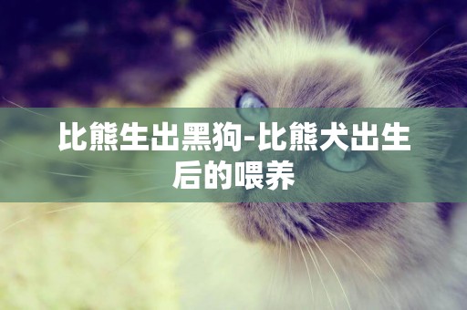 比熊生出黑狗-比熊犬出生后的喂養